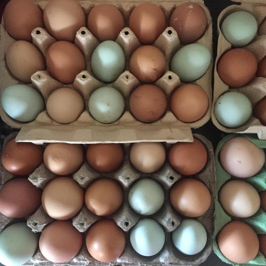 Willow Cottage, Gilchristland Organic Farm 클로즈번 외부 사진